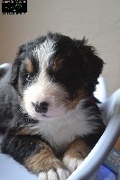 CHIOT