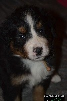 CHIOT