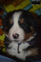 CHIOT